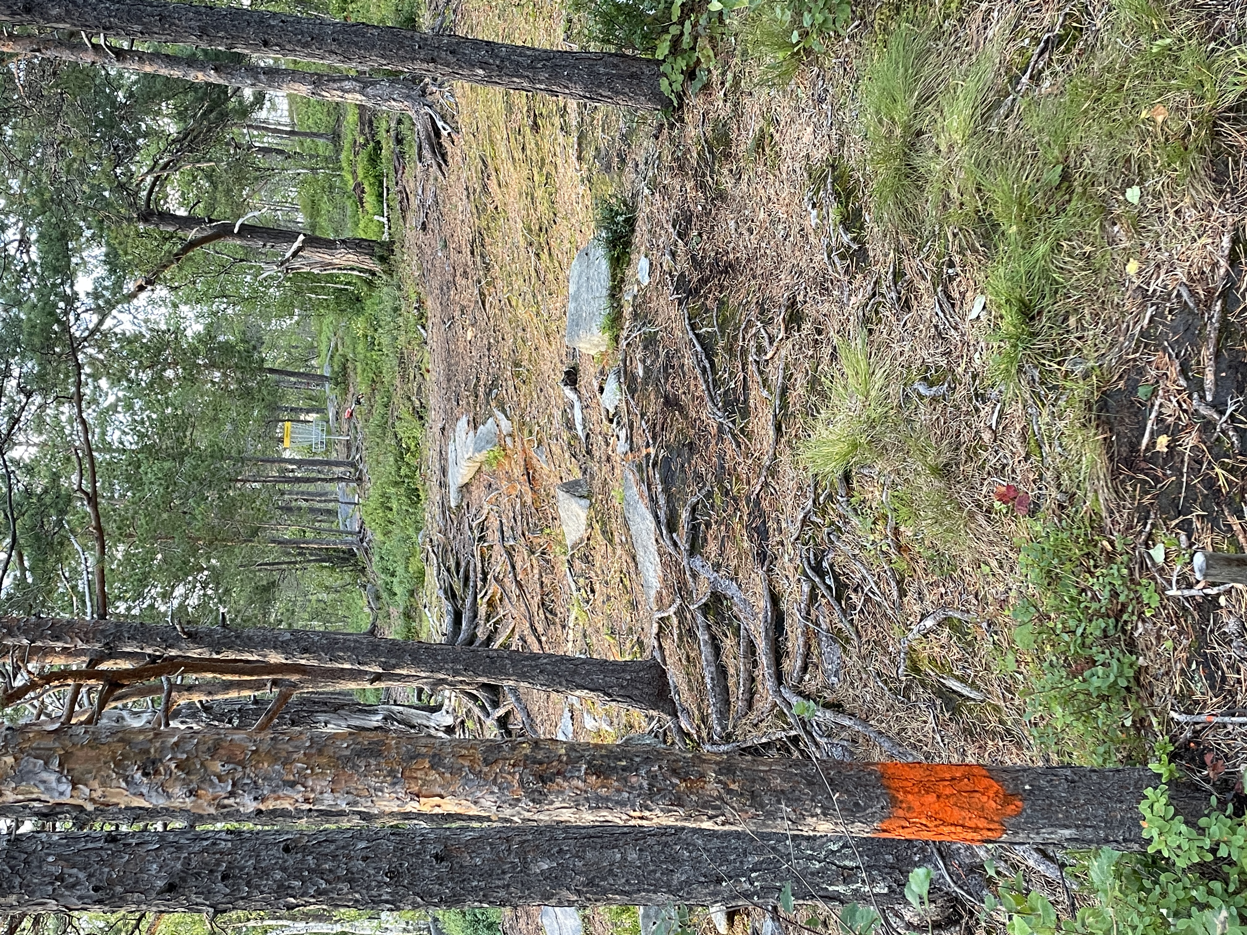 Discgolfkurv mellom furutrær på Drag